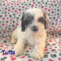 CKC Twila, a female Cockapoo for sale in Winston-Salem, NC – Photo 4 of 8