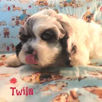 CKC Twila, a female Cockapoo for sale in Winston-Salem, NC – 6 of 10