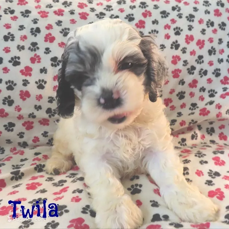 CKC Twila – Cockapoo puppy for sale in Winston-Salem, NC