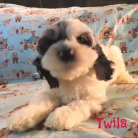 CKC Twila, a female Cockapoo for sale in Winston-Salem, NC – 8 of 10