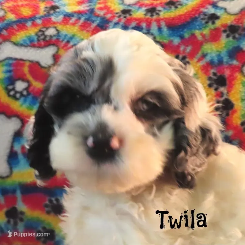 CKC Twila – Cockapoo puppy for sale in Winston-Salem, NC