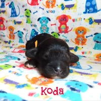 CKC Koda, a male Cockapoo for sale in Winston-Salem, NC – 10 of 10