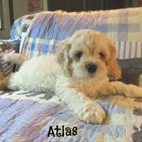 Atlas, a male Cockapoo for sale in Winston-Salem, NC – 4 of 10