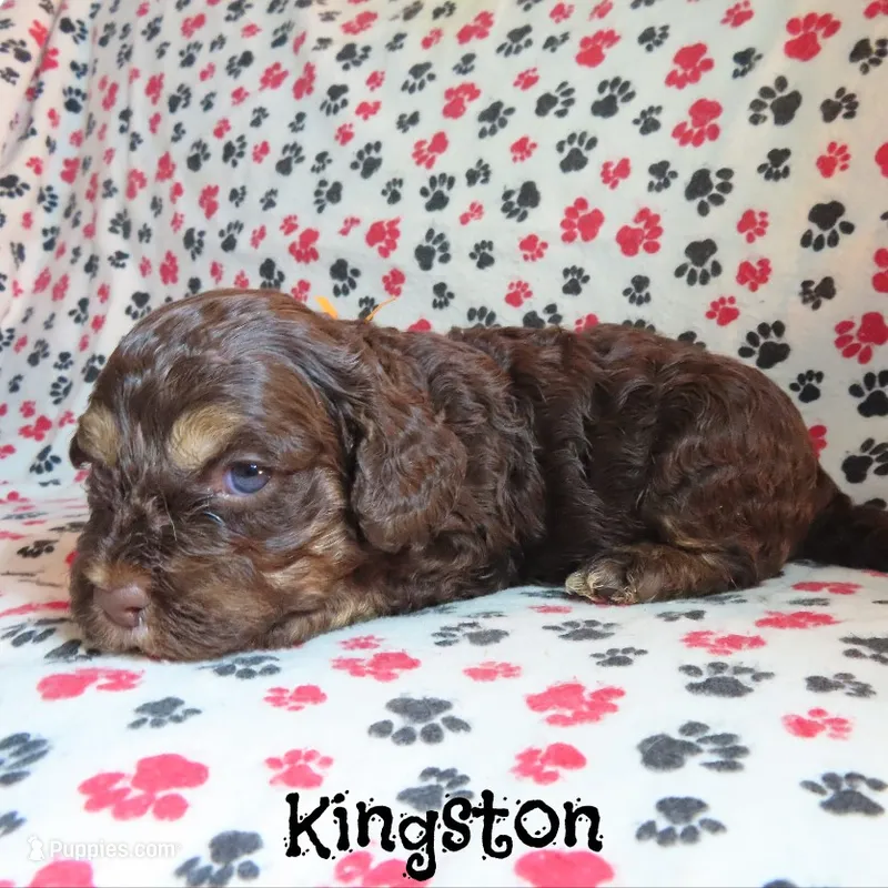 CKC Kingston – Cockapoo puppy for sale in Winston-Salem, NC