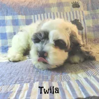  Twila, a female Cockapoo for sale in Winston-Salem, NC – 6 of 10