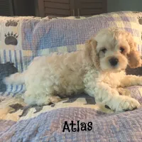  Atlas, a male Cockapoo for sale in Winston-Salem, NC – 7 of 10