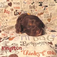 CKC Kingston, a male Cockapoo for sale in Winston-Salem, NC – 6 of 10