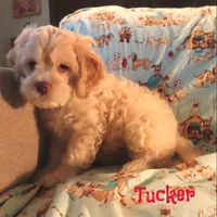 CKC Tucker, a male Cockapoo for sale in Winston-Salem, NC – 4 of 10