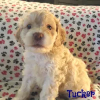 CKC Tucker, a male Cockapoo for sale in Winston-Salem, NC – Photo 8 of 8