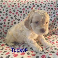 CKC Tucker, a male Cockapoo for sale in Winston-Salem, NC – Photo 7 of 8