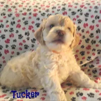 CKC Tucker, a male Cockapoo for sale in Winston-Salem, NC – Photo 5 of 8