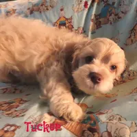 CKC Tucker, a male Cockapoo for sale in Winston-Salem, NC – 8 of 10