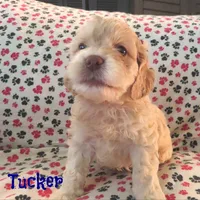 CKC Tucker, a male Cockapoo for sale in Winston-Salem, NC – Photo 2 of 8