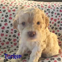 CKC Tucker, a male Cockapoo for sale in Winston-Salem, NC – Photo 6 of 8