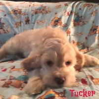 CKC Tucker, a male Cockapoo for sale in Winston-Salem, NC – 3 of 10