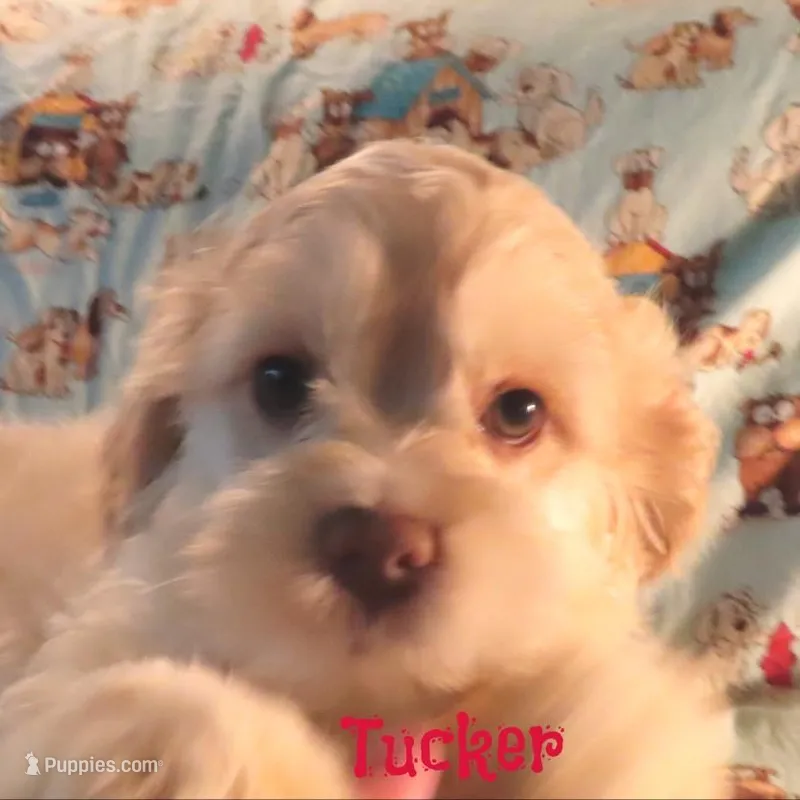 CKC Tucker – Cockapoo puppy for sale in Winston-Salem, NC
