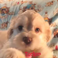 CKC Tucker, a male Cockapoo for sale in Winston-Salem, NC – 1 of 10