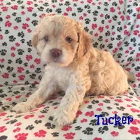 CKC Tucker, a male Cockapoo for sale in Winston-Salem, NC – Photo 3 of 8