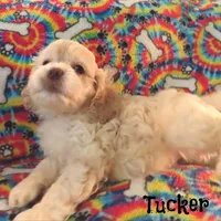 CKC Tucker, a male Cockapoo for sale in Winston-Salem, NC – 10 of 10