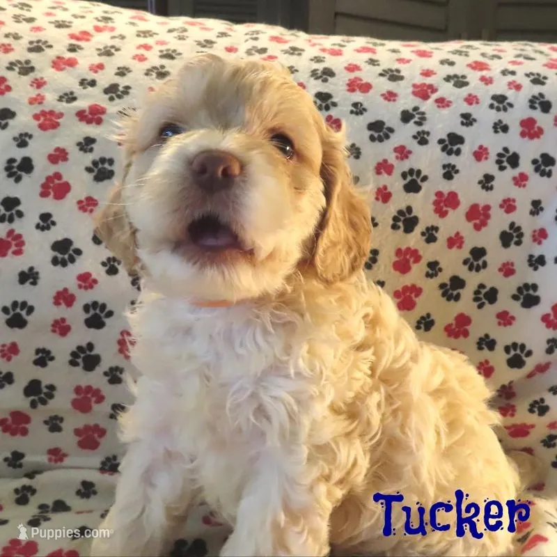 CKC Tucker – Cockapoo puppy for sale in Winston-Salem, NC