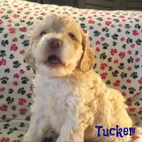 CKC Tucker, a male Cockapoo for sale in Winston-Salem, NC – Photo 1 of 8