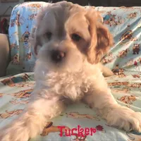 CKC Tucker, a male Cockapoo for sale in Winston-Salem, NC – 6 of 10