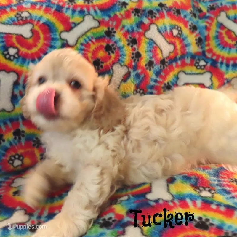 CKC Tucker – Cockapoo puppy for sale in Winston-Salem, NC