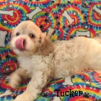 CKC Tucker, a male Cockapoo for sale in Winston-Salem, NC – 9 of 10