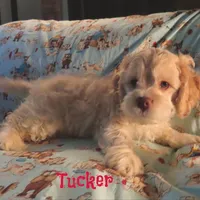 CKC Tucker, a male Cockapoo for sale in Winston-Salem, NC – 5 of 10
