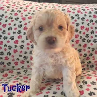 CKC Tucker, a male Cockapoo for sale in Winston-Salem, NC – Photo 4 of 8