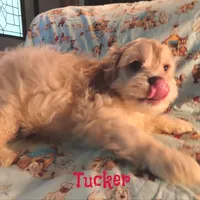 CKC Tucker, a male Cockapoo for sale in Winston-Salem, NC – 2 of 10