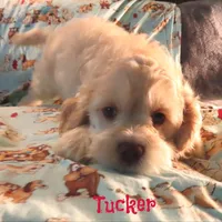 CKC Tucker, a male Cockapoo for sale in Winston-Salem, NC – 7 of 10