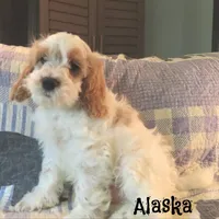 Alaska, a male Cockapoo for sale in Winston-Salem, NC – 3 of 10