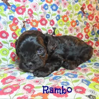 CKC Rambo, a male Cockapoo for sale in Winston-Salem, NC – 4 of 10