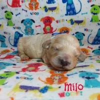 CKC Milo, a male Cockapoo for sale in Winston-Salem, NC – 8 of 10