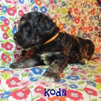 CKC Koda, a male Cockapoo for sale in Winston-Salem, NC – 6 of 10