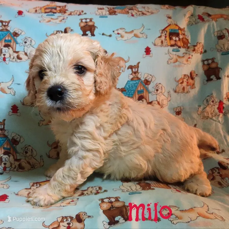 CKC Milo – Cockapoo puppy for sale in Winston-Salem, NC