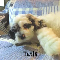  Twila, a female Cockapoo for sale in Winston-Salem, NC – 7 of 10