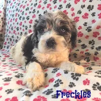 CKC Freckles, a female Cockapoo for sale in Winston-Salem, NC – Photo 3 of 8