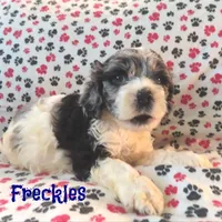 CKC Freckles, a female Cockapoo for sale in Winston-Salem, NC – Photo 5 of 8