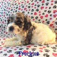 CKC Freckles, a female Cockapoo for sale in Winston-Salem, NC – Photo 6 of 8