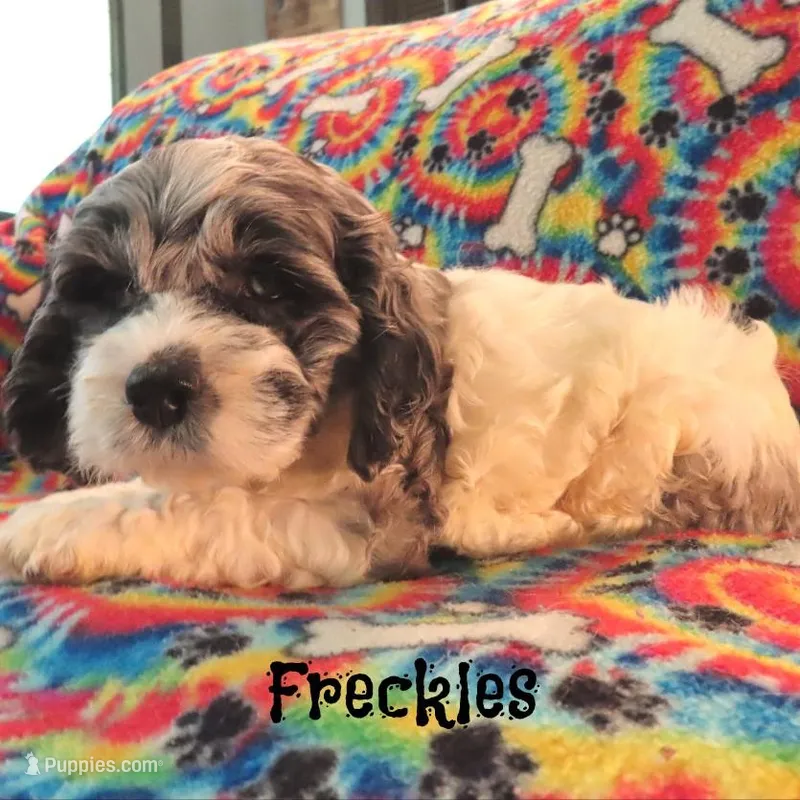 CKC Freckles – Cockapoo puppy for sale in Winston-Salem, NC