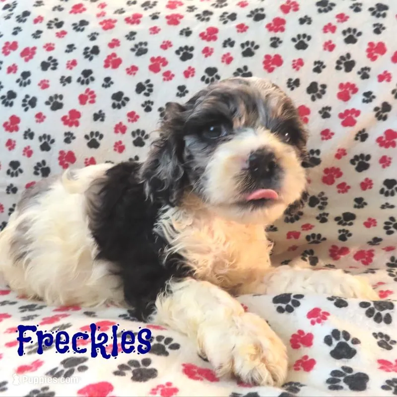CKC Freckles – Cockapoo puppy for sale in Winston-Salem, NC