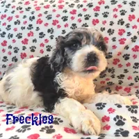 CKC Freckles, a female Cockapoo for sale in Winston-Salem, NC – Photo 1 of 8