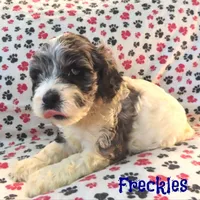 CKC Freckles, a female Cockapoo for sale in Winston-Salem, NC – Photo 2 of 8
