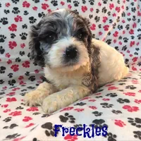 CKC Freckles, a female Cockapoo for sale in Winston-Salem, NC – Photo 4 of 8