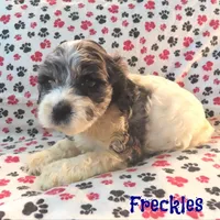 CKC Freckles, a female Cockapoo for sale in Winston-Salem, NC – Photo 8 of 8