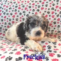 CKC Freckles, a female Cockapoo for sale in Winston-Salem, NC – Photo 7 of 8