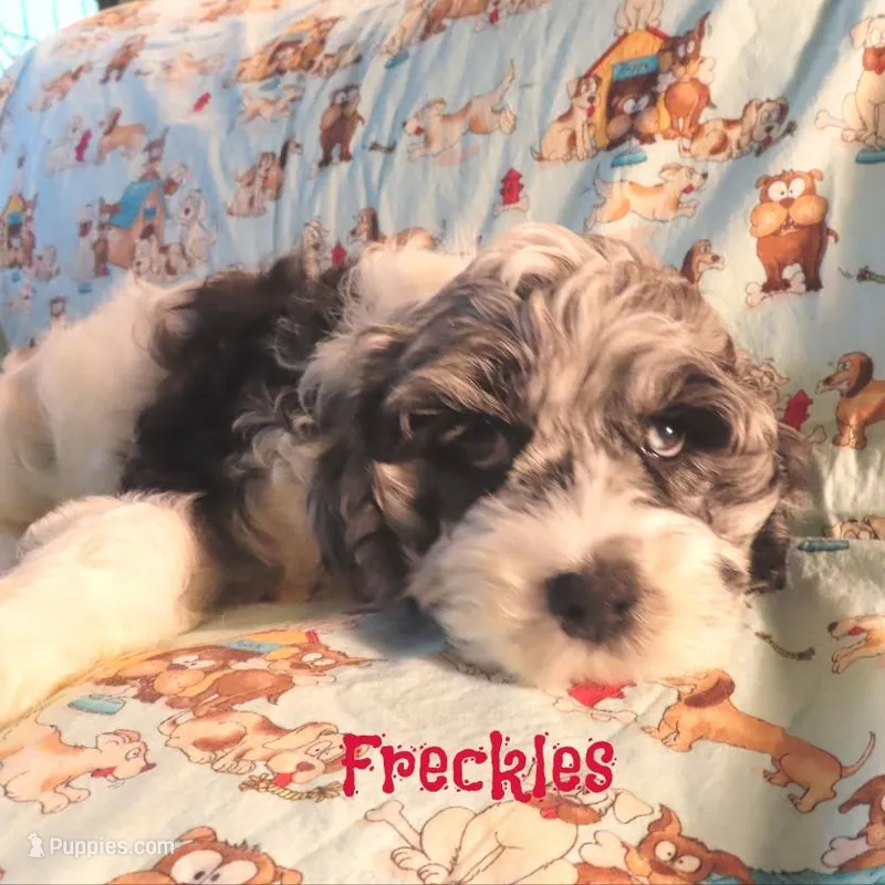 CKC Freckles – Cockapoo puppy for sale in Winston-Salem, NC