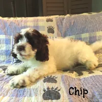 Chip, a male Cockapoo for sale in Winston-Salem, NC – 4 of 10